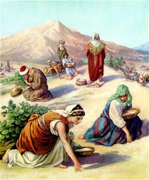 Het oprapen van manna door de israelieten in de woestijn