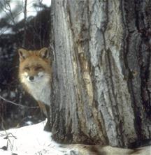 Een vos loert van achter een boom